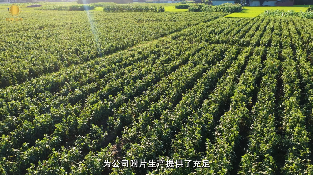 Home 附子种植基地